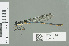  ( - RMNH.INS.559614)  @14 [ ] CreativeCommons - Attribution Non-Commercial Share-Alike (2013) Unspecified Naturalis Biodiversity Center