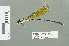  (Allocnemis leucosticta - RMNH.INS.559692)  @13 [ ] CreativeCommons - Attribution Non-Commercial Share-Alike (2013) Unspecified Naturalis Biodiversity Center