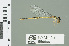  ( - RMNH.INS.559699)  @13 [ ] CreativeCommons - Attribution Non-Commercial Share-Alike (2013) Unspecified Naturalis Biodiversity Center