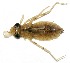  (Archaeogomphus - WH-DCR-0009)  @11 [ ] CreativeCommons - Attribution Non-Commercial Share-Alike (2016) William Haber Instuituto Nacional de Biodiversidad
