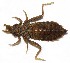  ( - WH-DCR-0021)  @11 [ ] CreativeCommons - Attribution Non-Commercial Share-Alike (2016) William Haber Instuituto Nacional de Biodiversidad