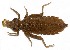  ( - WH-DCR-0022)  @11 [ ] CreativeCommons - Attribution Non-Commercial Share-Alike (2016) William Haber Instuituto Nacional de Biodiversidad