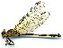  ( - WH-DCR-0048)  @11 [ ] CreativeCommons - Attribution Non-Commercial Share-Alike (2016) William Haber Instuituto Nacional de Biodiversidad