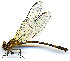  ( - WH-DCR-0049)  @11 [ ] CreativeCommons - Attribution Non-Commercial Share-Alike (2016) William Haber Instuituto Nacional de Biodiversidad