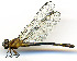  ( - WH-DCR-0063)  @11 [ ] CreativeCommons - Attribution Non-Commercial Share-Alike (2016) William Haber Instuituto Nacional de Biodiversidad