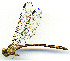  ( - WH-DCR-0079)  @11 [ ] CreativeCommons - Attribution Non-Commercial Share-Alike (2016) William Haber Instuituto Nacional de Biodiversidad