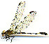  ( - WH-DCR-0085)  @11 [ ] CreativeCommons - Attribution Non-Commercial Share-Alike (2016) William Haber Instuituto Nacional de Biodiversidad