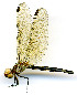  ( - WH-DCR-124)  @11 [ ] CreativeCommons  Attribution Non-Commercial (by-nc) (2019) William Haber University of Connecticut