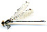  (Argia oenea - WH-DCR-133)  @11 [ ] CreativeCommons  Attribution Non-Commercial (by-nc) (2019) William Haber University of Connecticut
