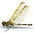  (Macrothemis delia - WH-DCR-448)  @11 [ ] Attribution-NonCommercial-ShareAlike CC BY-NC-SA (2025) William Haber Universidad de Costa Rica