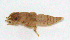  (Progomphus sp. 1 - WH-DCR-493)  @11 [ ] Attribution-NonCommercial-ShareAlike CC BY-NC-SA (2025) William Haber Universidad de Costa Rica