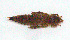  (Progomphus sp. 3 - WH-DCR-494)  @11 [ ] Attribution-NonCommercial-ShareAlike CC BY-NC-SA (2025) William Haber Universidad de Costa Rica