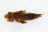  (Progomphus sp. 2 - WH-DCR-495)  @11 [ ] Attribution-NonCommercial-ShareAlike CC BY-NC-SA (2025) William Haber Universidad de Costa Rica