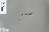  (Proplatycnemis pembipes - RMNH.INS.228169)  @12 [ ] CreativeCommons - Attribution Non-Commercial Share-Alike (2013) Unspecified Naturalis, Biodiversity Centre