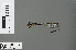  (Proplatycnemis hova - RMNH.INS.228196)  @13 [ ] CreativeCommons - Attribution Non-Commercial Share-Alike (2013) Unspecified Naturalis, Biodiversity Centre