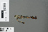  ( - RMNH.INS.228197)  @13 [ ] CreativeCommons - Attribution Non-Commercial Share-Alike (2013) Unspecified Naturalis, Biodiversity Centre