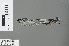  ( - RMNH.INS.228202)  @13 [ ] CreativeCommons - Attribution Non-Commercial Share-Alike (2013) Unspecified Naturalis, Biodiversity Centre