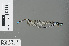  ( - RMNH.INS.228208)  @11 [ ] CreativeCommons - Attribution Non-Commercial Share-Alike (2013) Unspecified Naturalis, Biodiversity Centre
