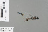  ( - RMNH.INS.228277)  @12 [ ] CreativeCommons - Attribution Non-Commercial Share-Alike (2013) Unspecified Naturalis, Biodiversity Centre