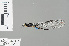  ( - RMNH.INS.228684)  @12 [ ] CreativeCommons - Attribution Non-Commercial Share-Alike (2013) Unspecified Naturalis, Biodiversity Centre