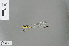  (Sinosticta sp - RMNH.INS.228935)  @13 [ ] CreativeCommons - Attribution Non-Commercial Share-Alike (2013) Unspecified Naturalis, Biodiversity Centre