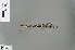  (Sinosticta hainanense - RMNH.INS.228939)  @12 [ ] CreativeCommons - Attribution Non-Commercial Share-Alike (2013) Unspecified Naturalis, Biodiversity Centre