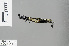  ( - RMNH.INS.229182)  @12 [ ] CreativeCommons - Attribution Non-Commercial Share-Alike (2013) Unspecified Naturalis, Biodiversity Centre