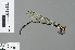  ( - RMNH.INS.229291)  @13 [ ] CreativeCommons - Attribution Non-Commercial Share-Alike (2013) Unspecified Naturalis, Biodiversity Centre