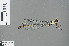  (Metagrion - RMNH.INS.500542)  @14 [ ] CreativeCommons - Attribution Non-Commercial Share-Alike (2013) Unspecified Naturalis, Biodiversity Centre