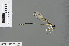 ( - RMNH.INS.501165)  @12 [ ] CreativeCommons - Attribution Non-Commercial Share-Alike (2013) Unspecified Naturalis, Biodiversity Centre