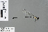  ( - RMNH.INS.501332)  @11 [ ] CreativeCommons - Attribution Non-Commercial Share-Alike (2013) Unspecified Naturalis, Biodiversity Centre