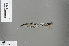  ( - RMNH.INS.502028)  @11 [ ] CreativeCommons - Attribution Non-Commercial Share-Alike (2013) Unspecified Naturalis, Biodiversity Centre