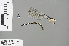  ( - RMNH.INS.502078)  @12 [ ] CreativeCommons - Attribution Non-Commercial Share-Alike (2013) Unspecified Naturalis, Biodiversity Centre