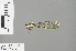  (Miniargiolestes - RMNH.INS.502080)  @13 [ ] CreativeCommons - Attribution Non-Commercial Share-Alike (2013) Unspecified Naturalis, Biodiversity Centre