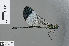  ( - RMNH.INS.502474)  @13 [ ] CreativeCommons - Attribution Non-Commercial Share-Alike (2013) Unspecified Naturalis, Biodiversity Centre