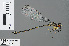  ( - RMNH.INS.502482)  @14 [ ] CreativeCommons - Attribution Non-Commercial Share-Alike (2013) Unspecified Naturalis, Biodiversity Centre