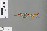  (Ceriagrion glabrum - RMNH.INS.502549)  @13 [ ] CreativeCommons - Attribution Non-Commercial Share-Alike (2013) Unspecified Naturalis, Biodiversity Centre