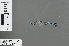  ( - RMNH.INS.502620)  @12 [ ] CreativeCommons - Attribution Non-Commercial Share-Alike (2013) Unspecified Naturalis, Biodiversity Centre