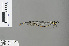  ( - RMNH.INS.502653)  @12 [ ] CreativeCommons - Attribution Non-Commercial Share-Alike (2013) Unspecified Naturalis, Biodiversity Centre