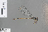  ( - RMNH.INS.503423)  @13 [ ] CreativeCommons - Attribution Non-Commercial Share-Alike (2013) Unspecified Naturalis, Biodiversity Centre