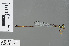  (Drepanosticta attala - RMNH.INS.503447)  @13 [ ] CreativeCommons - Attribution Non-Commercial Share-Alike (2013) Unspecified Naturalis, Biodiversity Centre