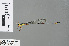  ( - RMNH.INS.503455)  @12 [ ] CreativeCommons - Attribution Non-Commercial Share-Alike (2013) Unspecified Naturalis, Biodiversity Centre