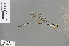  ( - RMNH.INS.503632)  @13 [ ] CreativeCommons - Attribution Non-Commercial Share-Alike (2013) Unspecified Naturalis, Biodiversity Centre