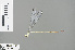  ( - RMNH.INS.503885)  @14 [ ] CreativeCommons - Attribution Non-Commercial Share-Alike (2013) Unspecified Naturalis, Biodiversity Centre