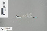  ( - RMNH.INS.504230)  @12 [ ] CreativeCommons - Attribution Non-Commercial Share-Alike (2013) Unspecified Naturalis, Biodiversity Centre