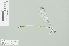  (Neosticta canescens - RMNH.INS.505269)  @12 [ ] CreativeCommons - Attribution Non-Commercial Share-Alike (2013) Unspecified Naturalis, Biodiversity Centre