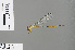  ( - RMNH.INS.505470)  @14 [ ] CreativeCommons - Attribution Non-Commercial Share-Alike (2013) Unspecified Naturalis, Biodiversity Centre