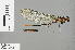  (Vestalaria smaragdina - RMNH.INS.505747)  @12 [ ] CreativeCommons - Attribution Non-Commercial Share-Alike (2013) Unspecified Naturalis, Biodiversity Centre