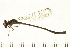  ( - 08BBODO-036)  @13 [ ] CreativeCommons - Attribution (2008) Unspecified Centre for Biodiversity Genomics