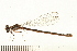 ( - 08OMSOD-0120)  @13 [ ] CreativeCommons - Attribution (2008) Unspecified Centre for Biodiversity Genomics